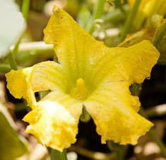 Squash flower
