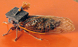 cicadas mortar