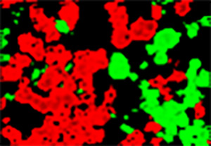 InnovationFunds_Dogariu