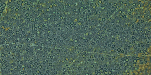 circles expanding and contracting as slices past through shapes