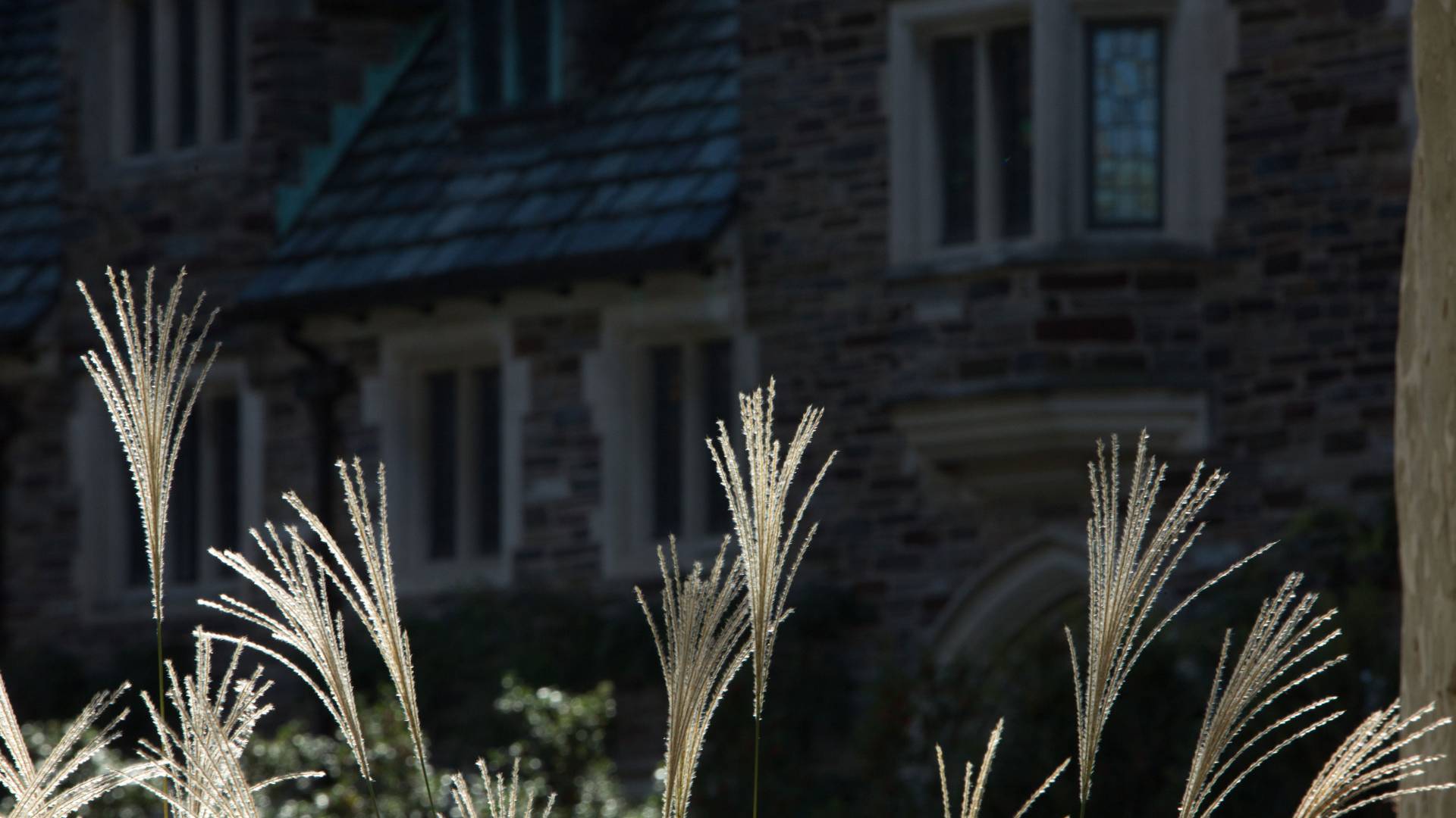 Large grass plants in front of dorm
