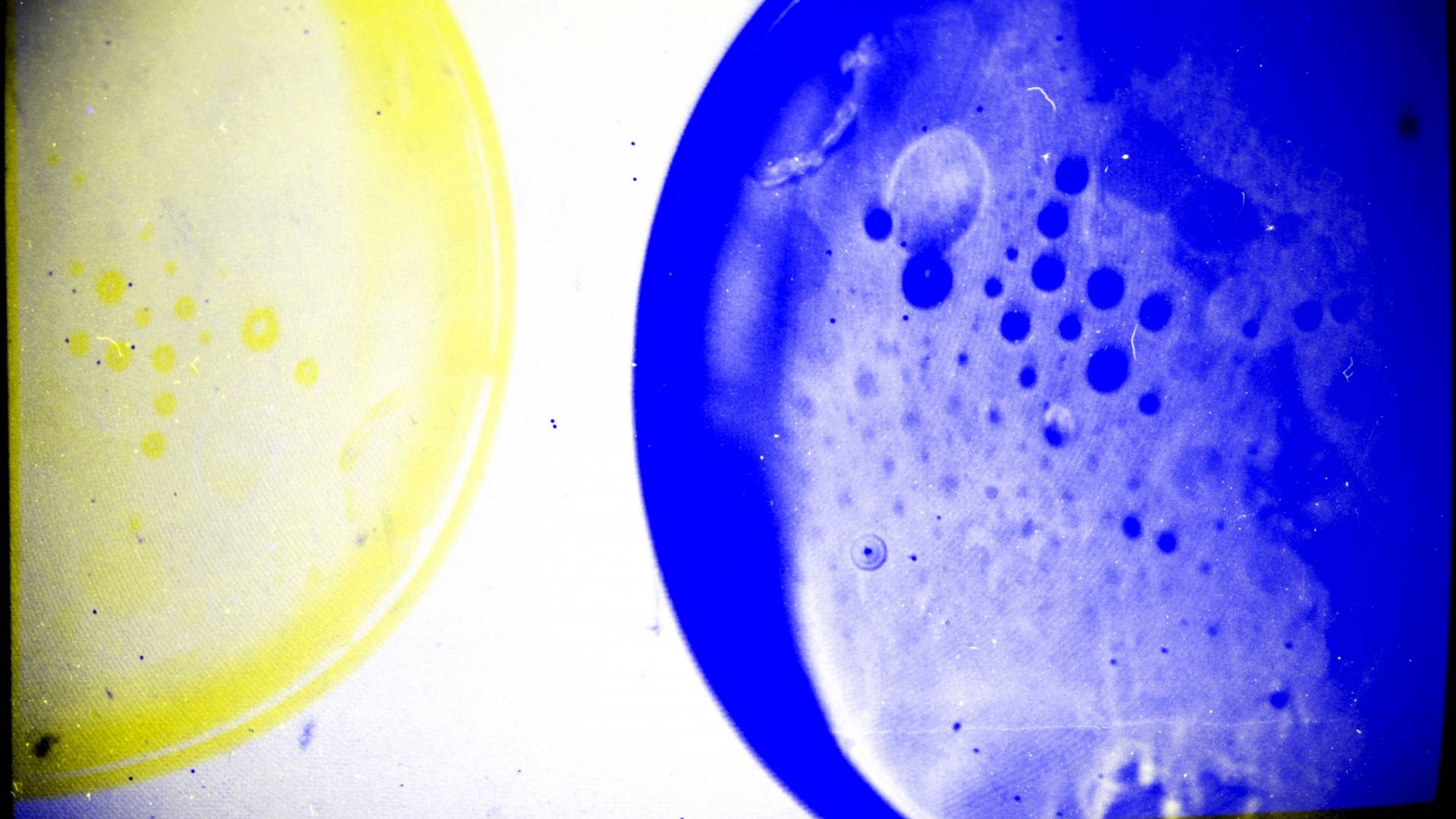 Artistic experiment with petri dishes