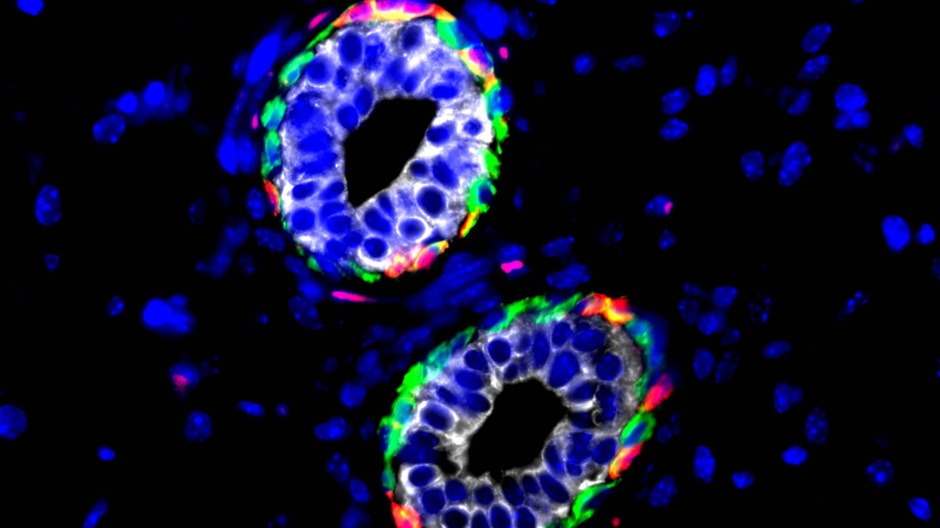 Cross-section of mammary cells