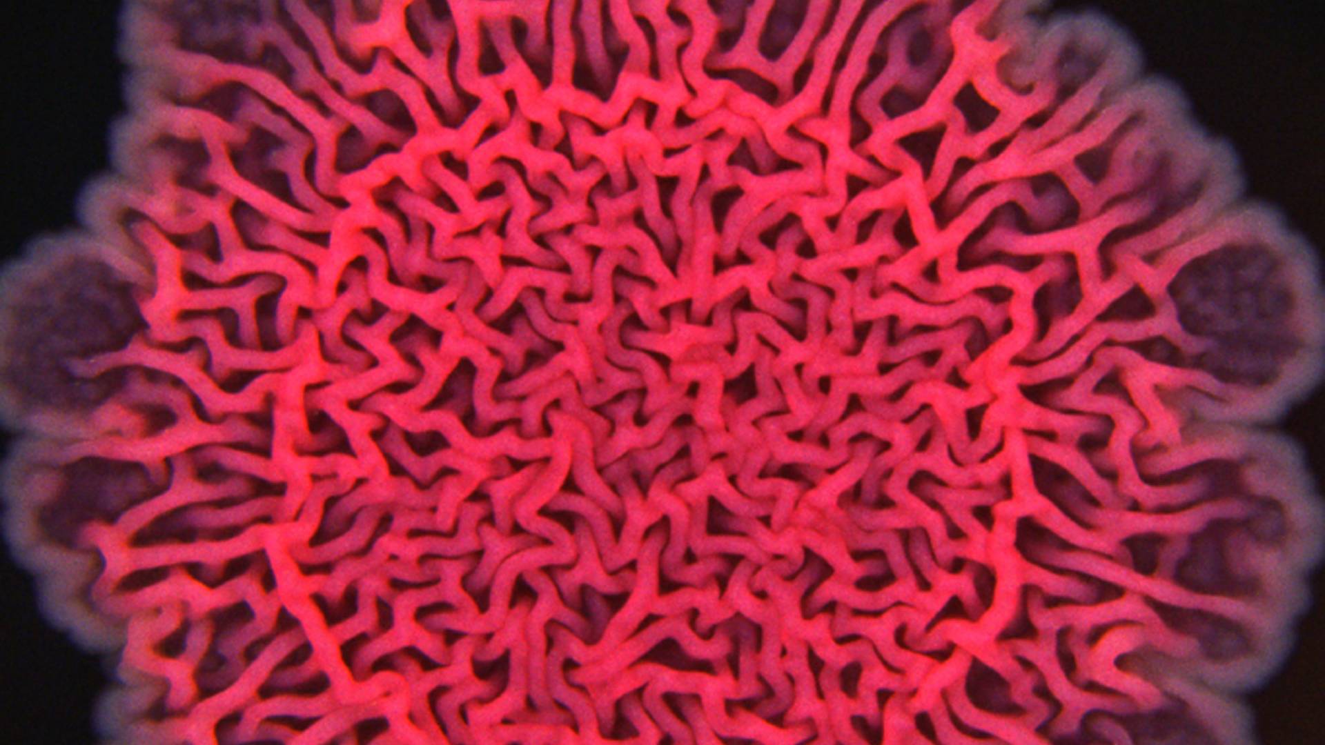 Closeup biofilms image