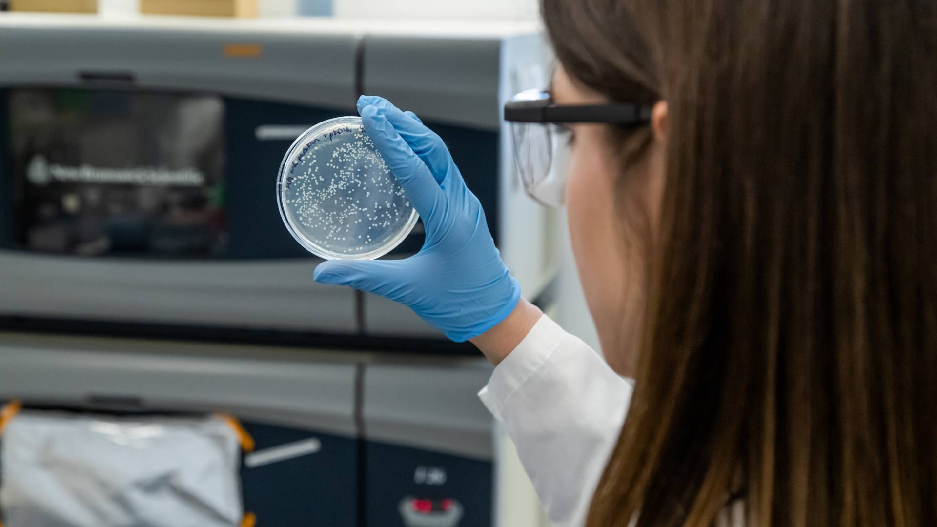 A graduate student looks at a petri dish in a laboratory