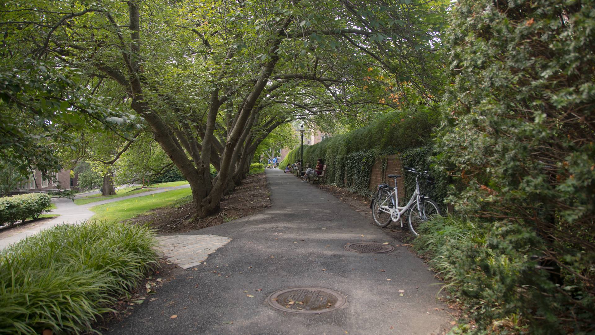 A leafy path on campus