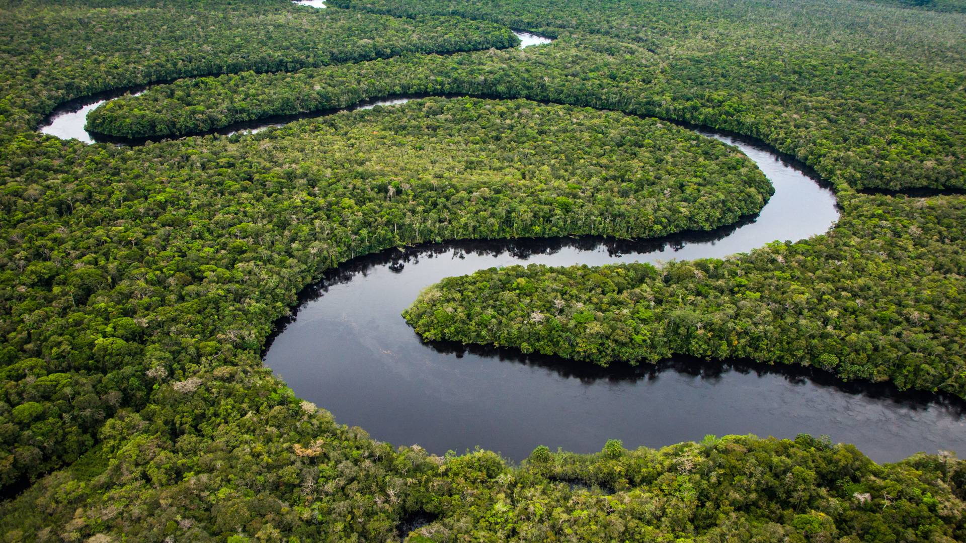 The amazon river from above
