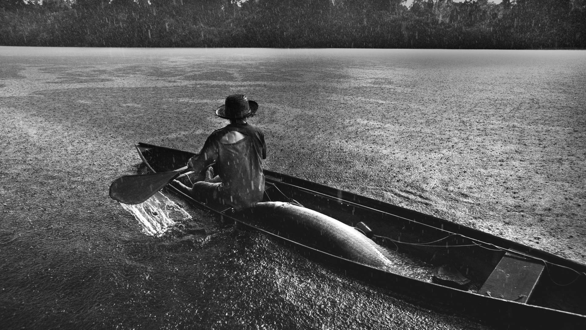 A man on a boat with a large fish behind him