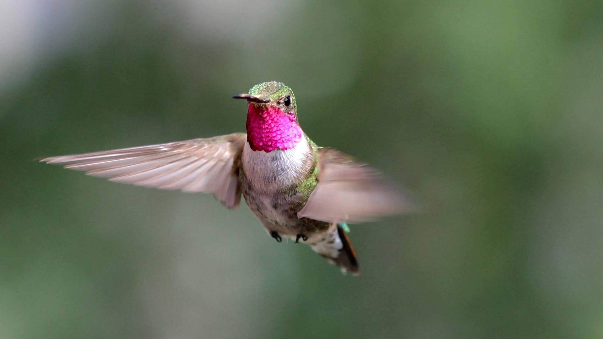 hummingbird in flight