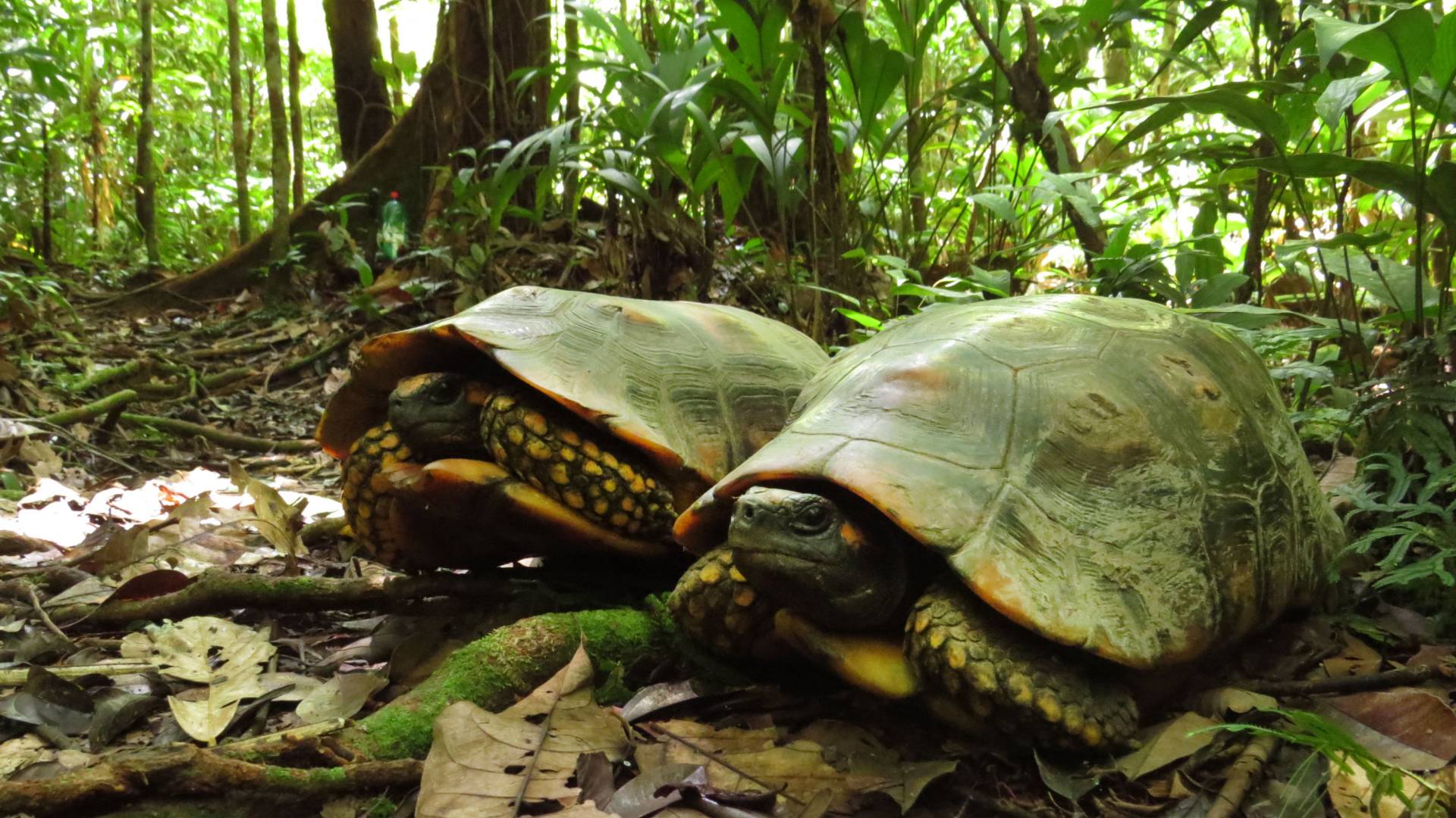 two yellow-footed tortoises