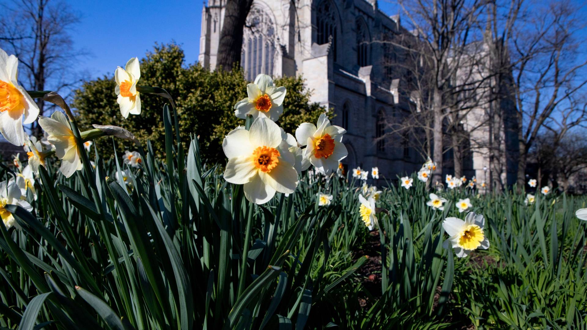 chapel and daffordils