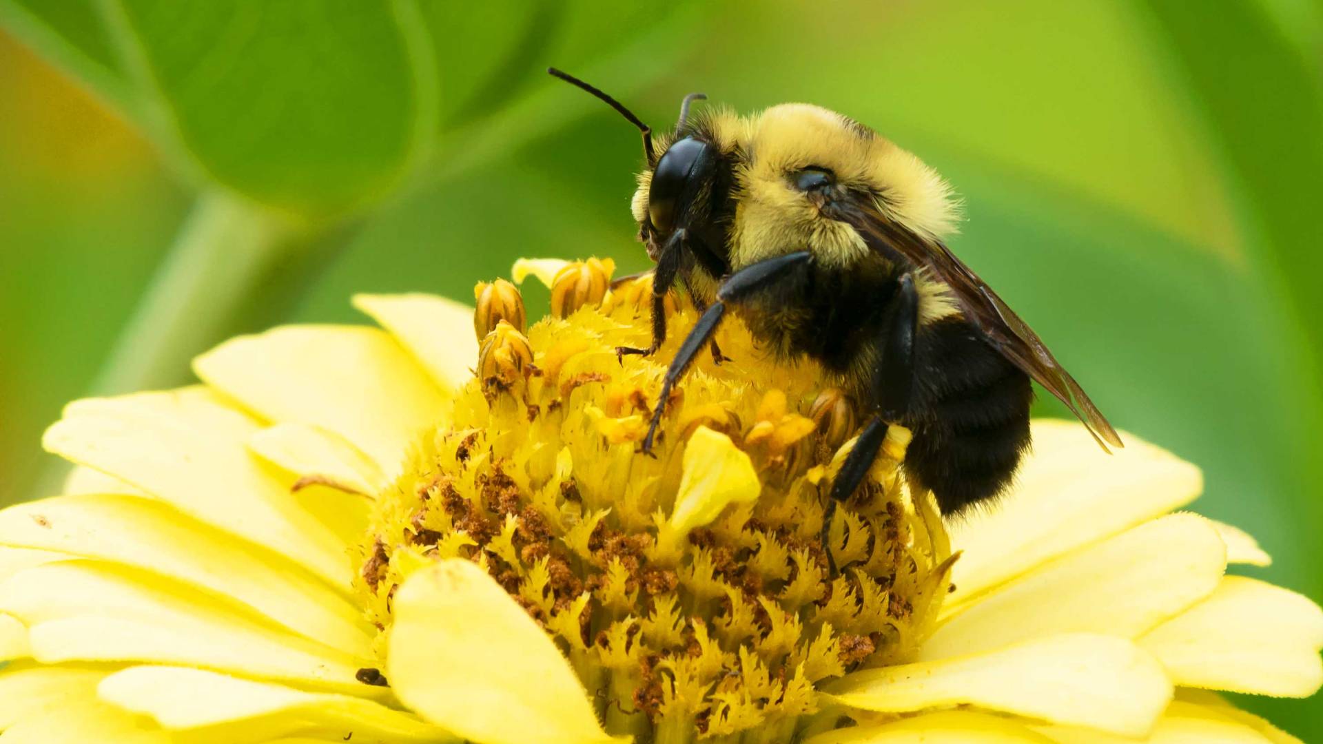 close up of bumblebee in a flower