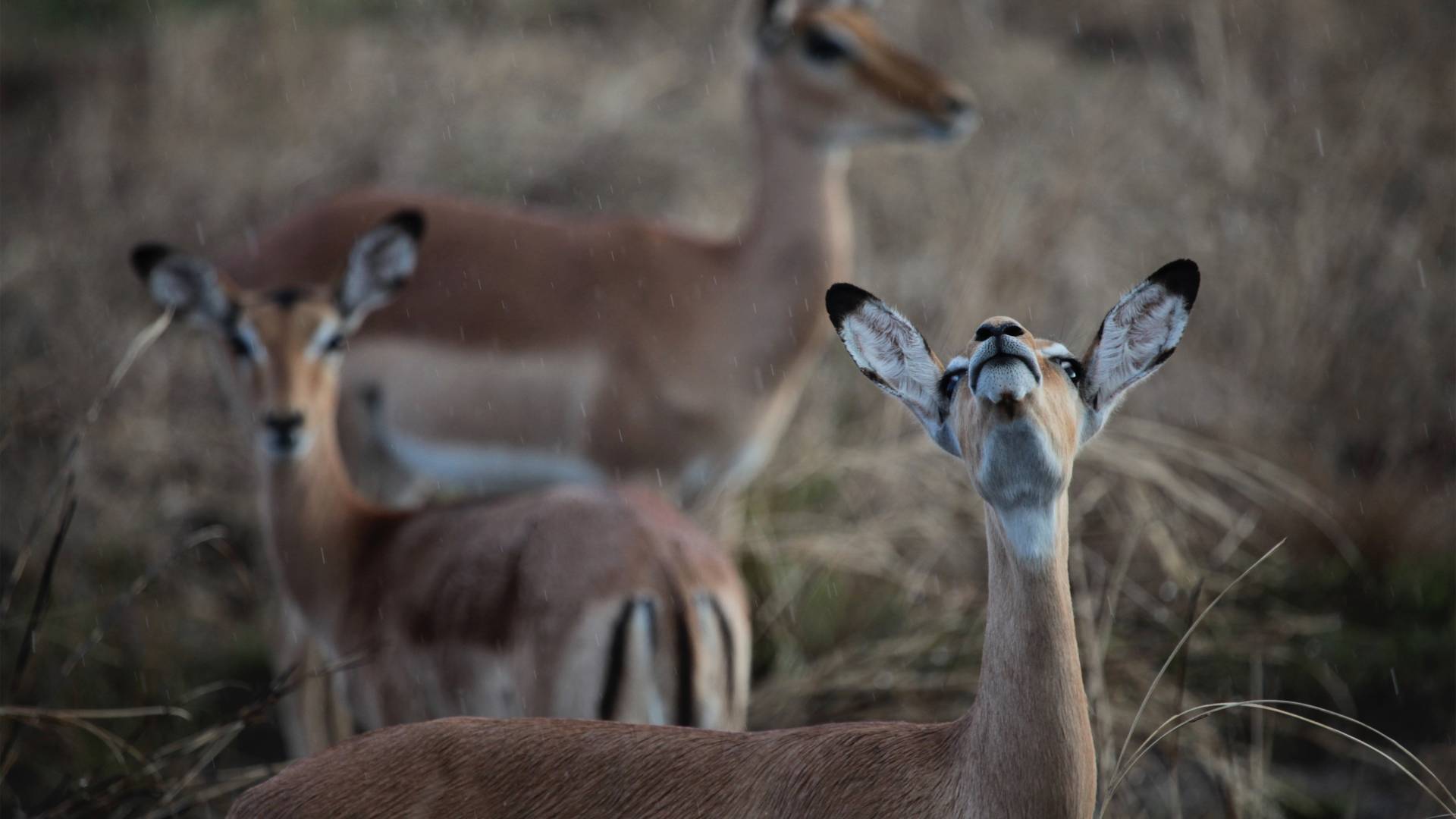 Impala in the rain in Gorongosa