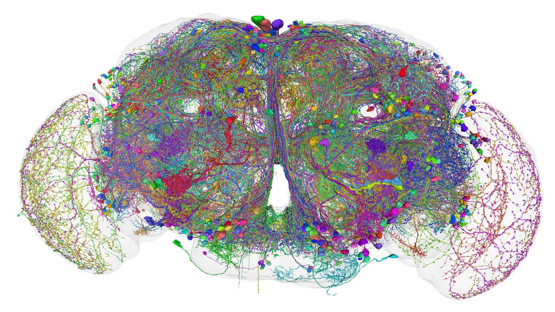 Rendering of a fly's brain