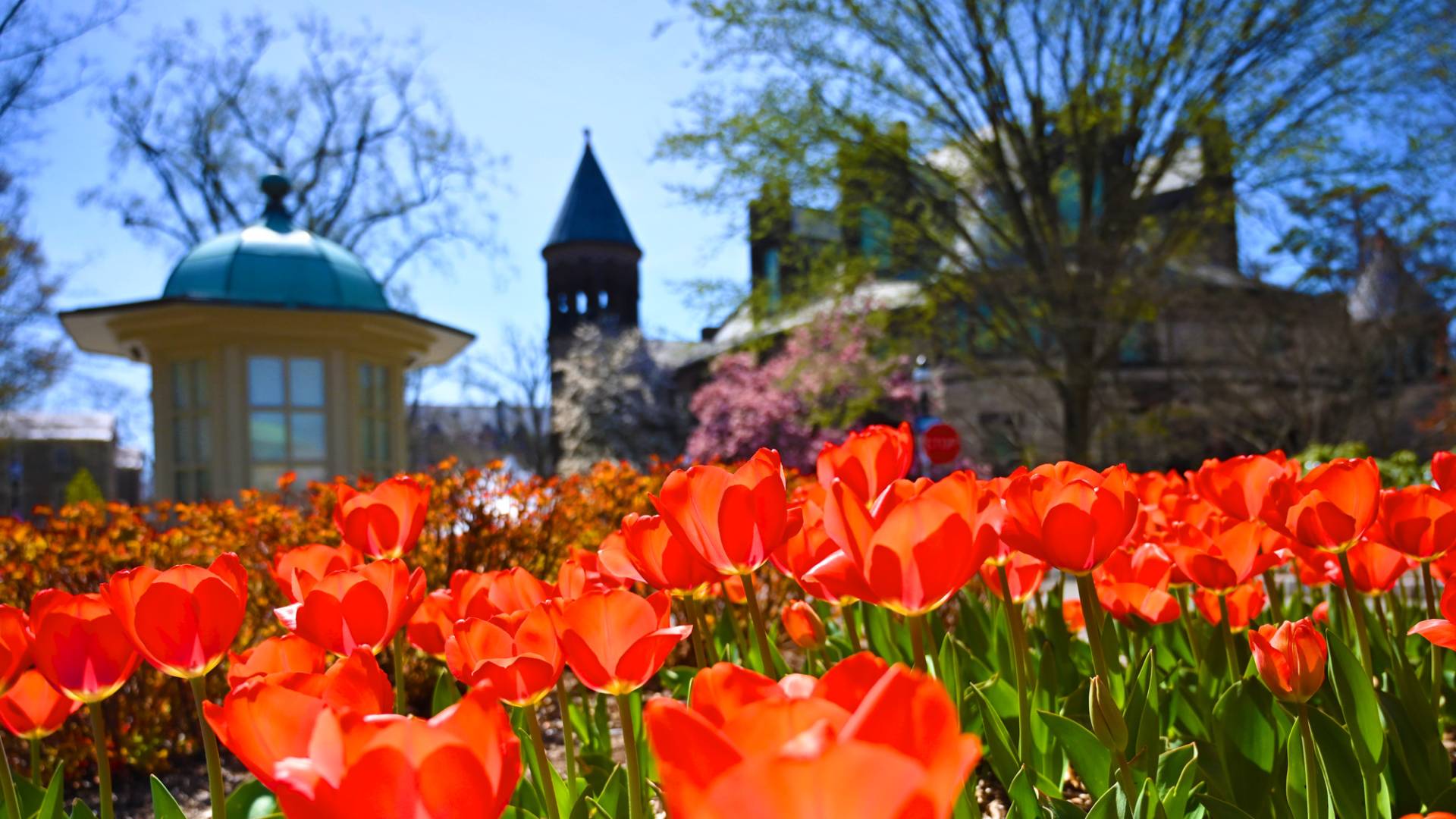 Spring flowers on the Princeton University campus