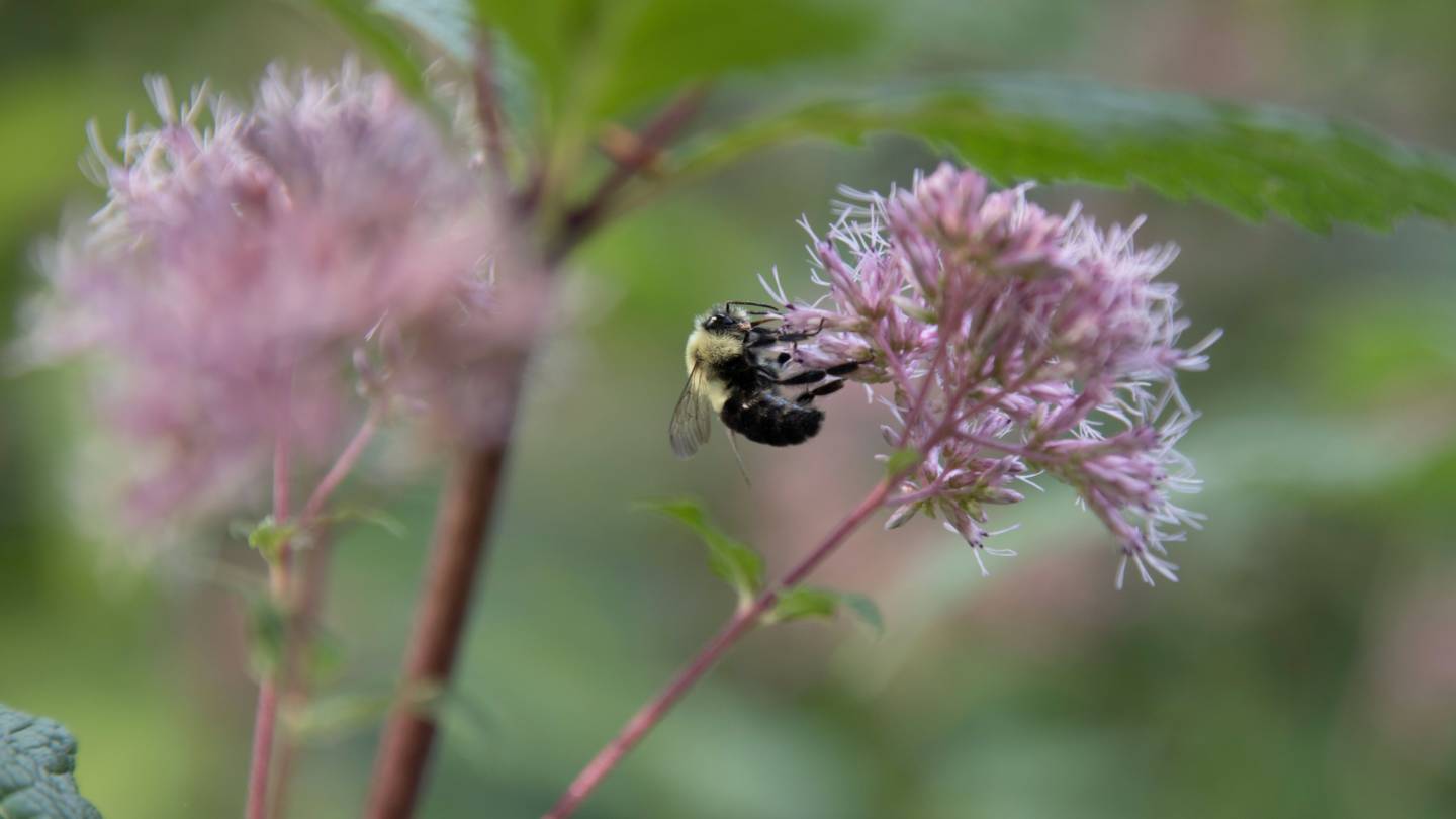 Bee on a flower