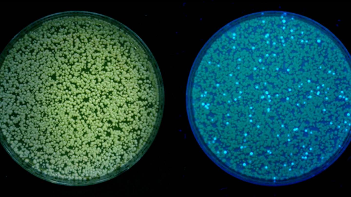 Biofuel production using light