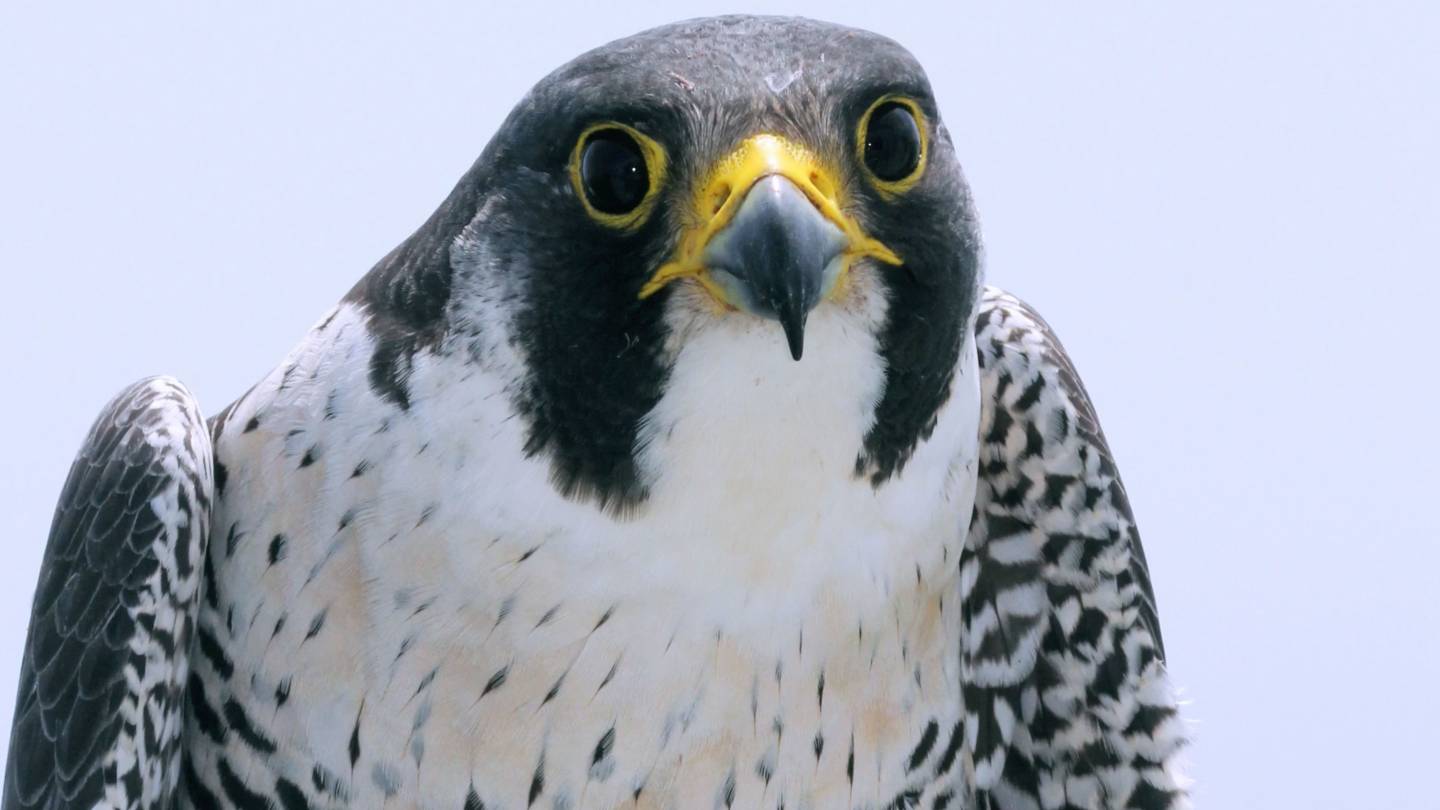 Peregrine falcon