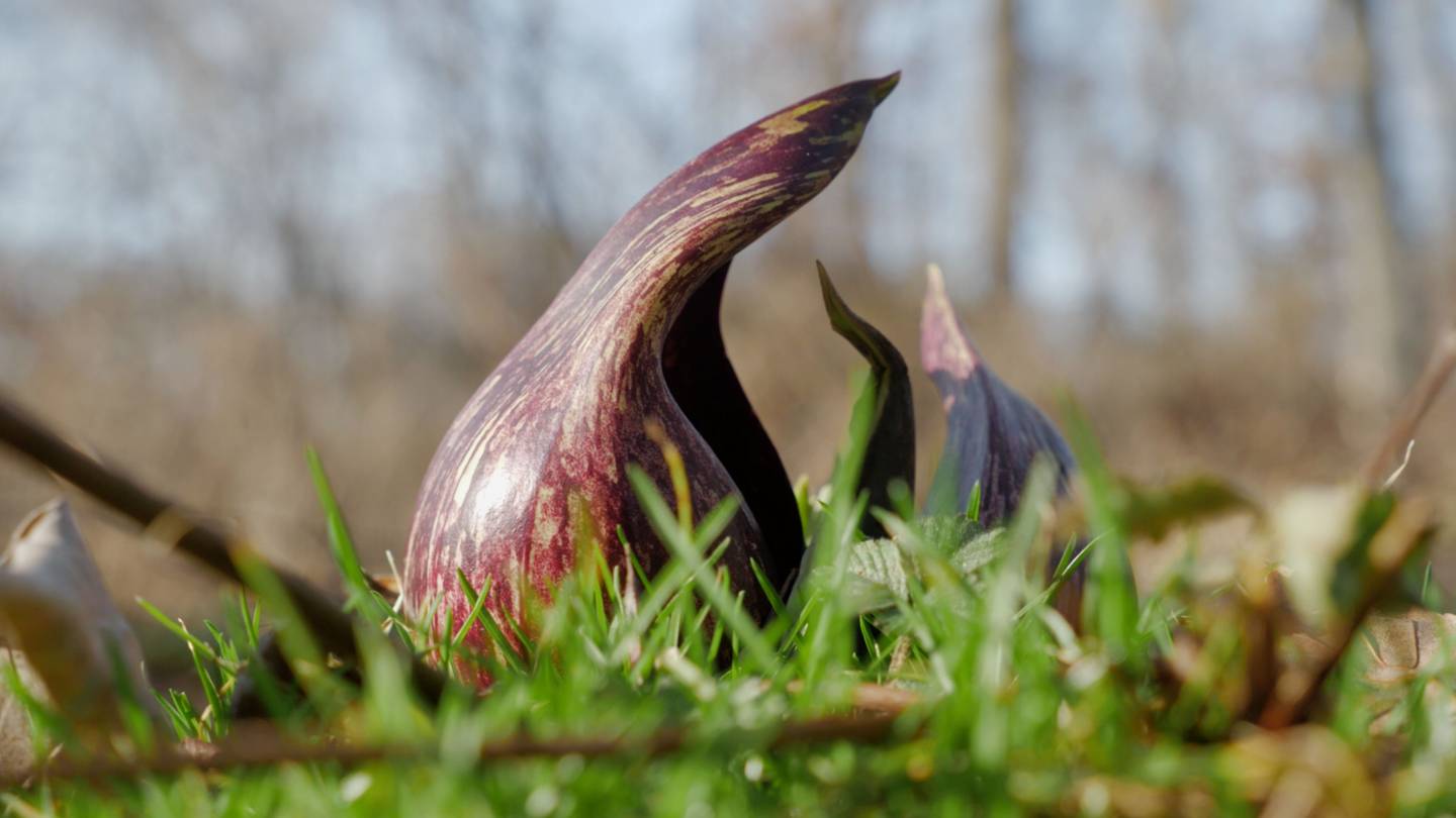 Skunk cabbage 