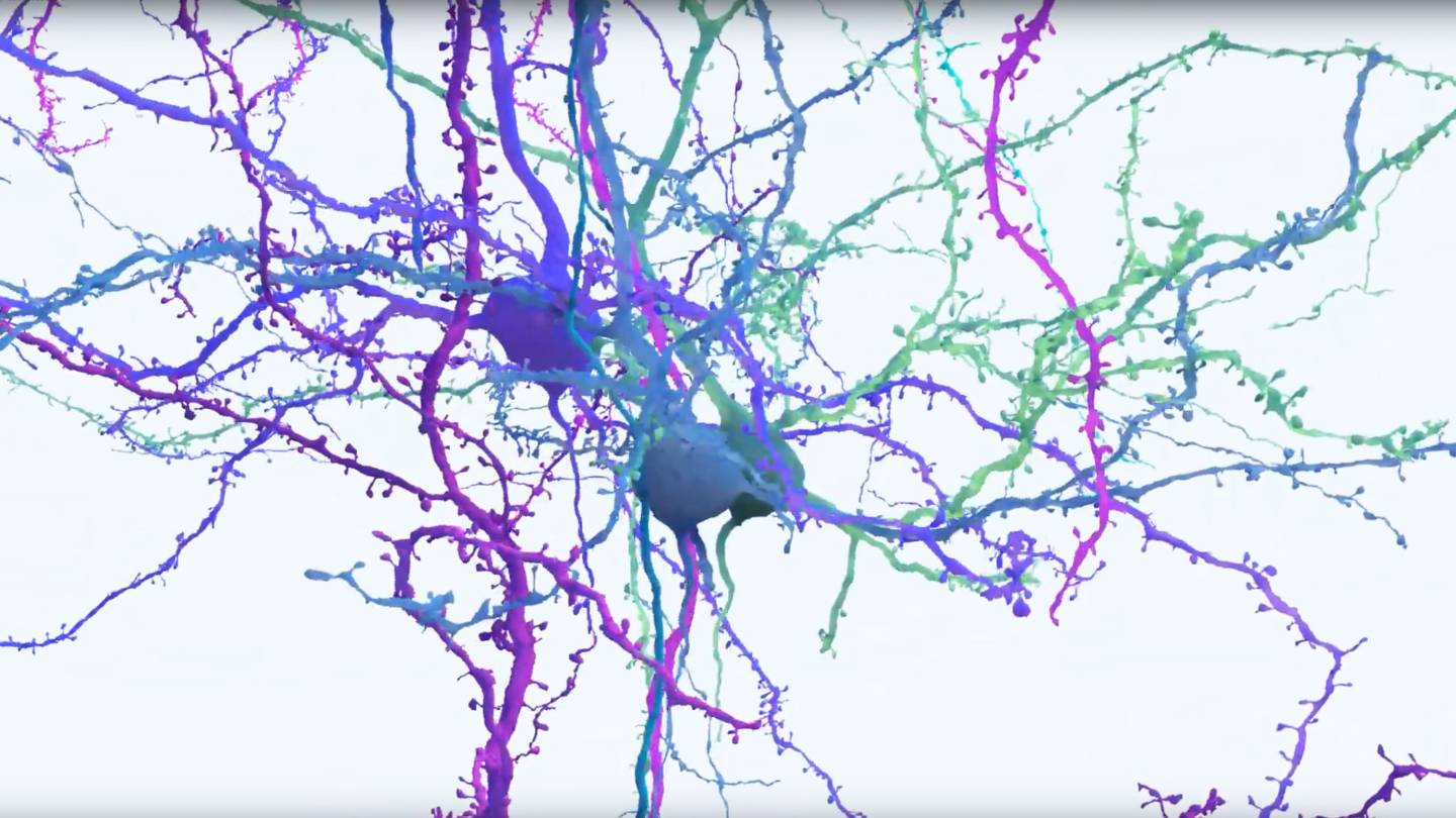 simulation of brain cells