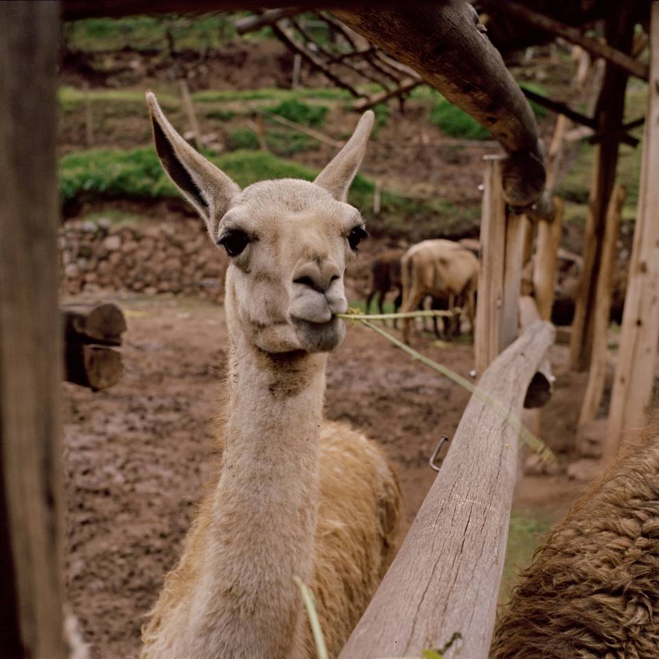 Llama eating grass