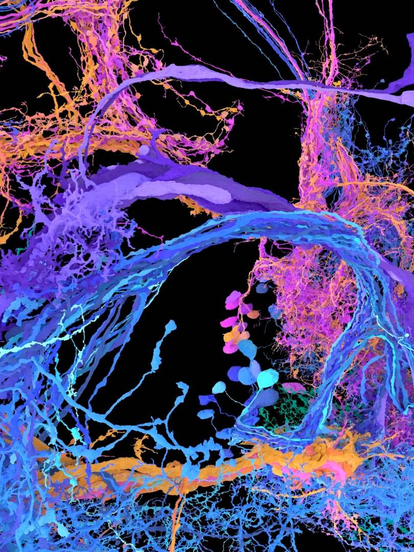 Colored fruit fly brain neurons connections