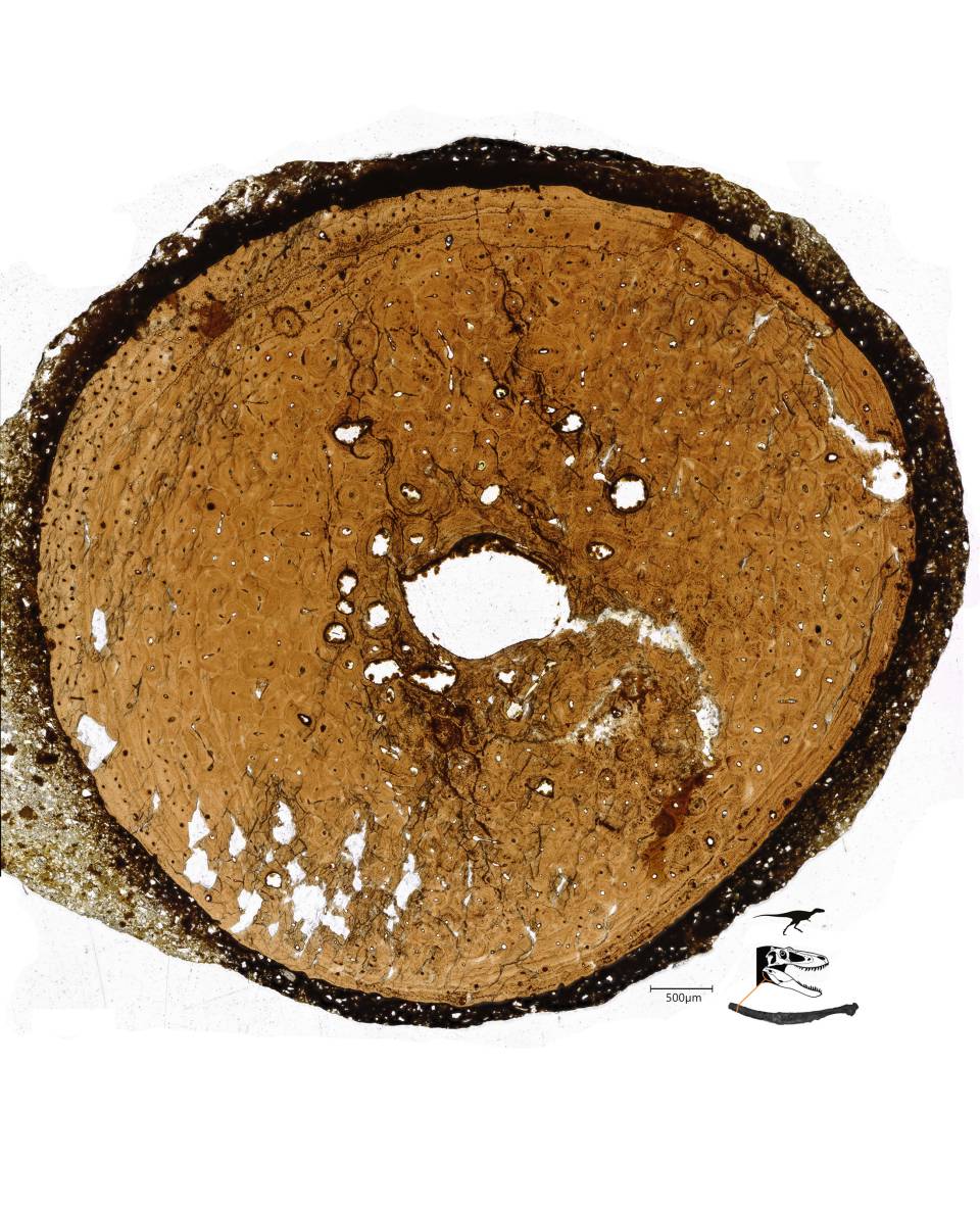 Description in text.