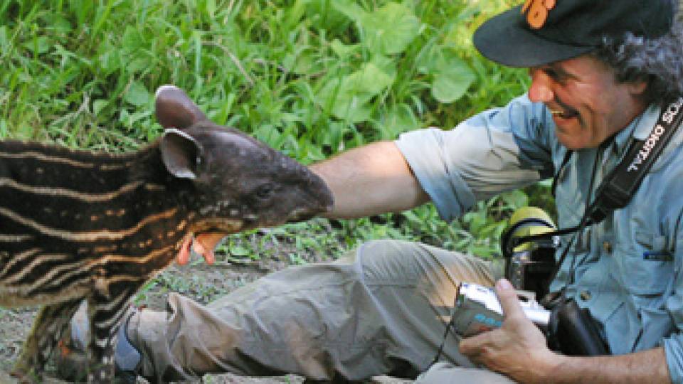Andy Dobson with Peruvian tapir
