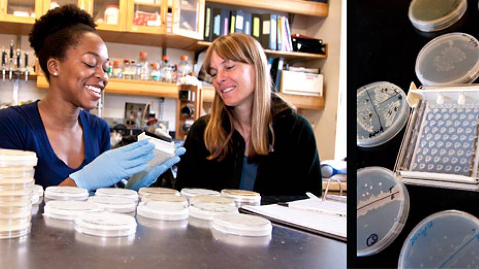 summer mobio homepage