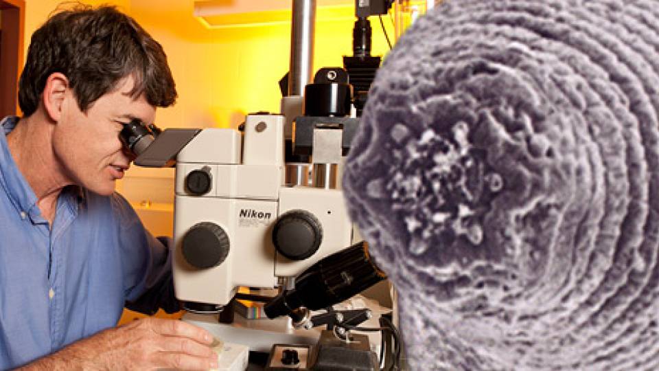 Worms (Onstott) home page