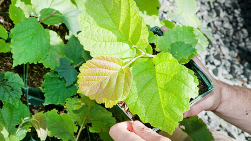 PEI Interns home page