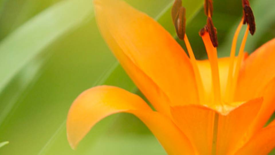 Summer Reflection home page