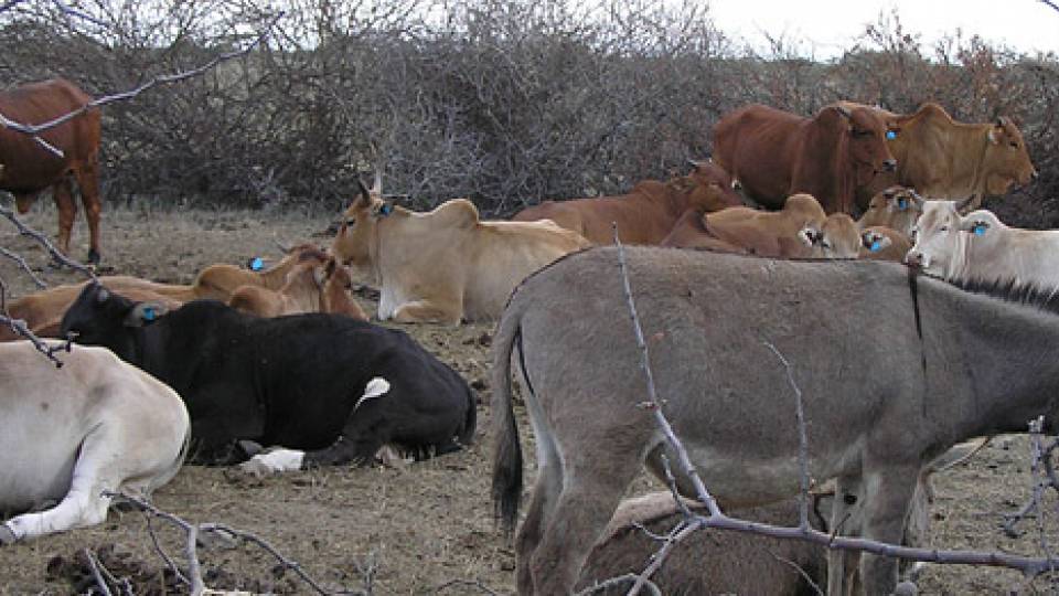 Donkey Cow home page