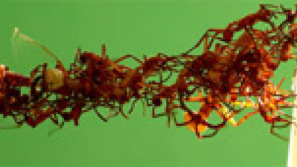 2014 Art of Science multimedia visual