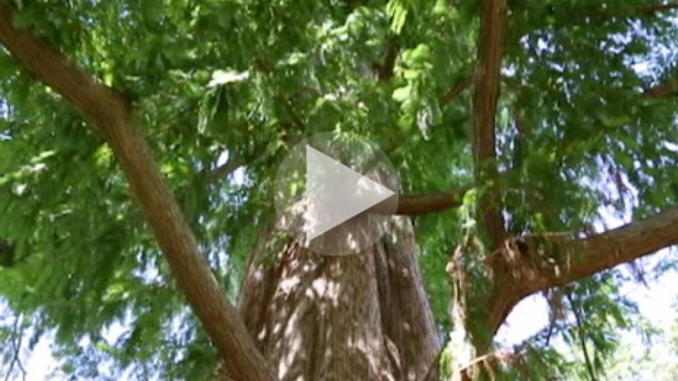 Historic Trees homepage visual