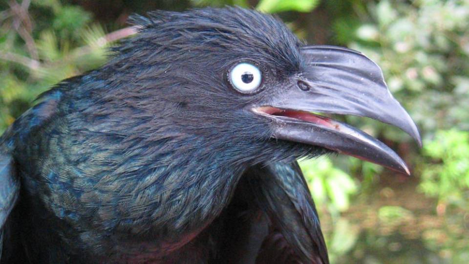 Christina Riehl Ani bird