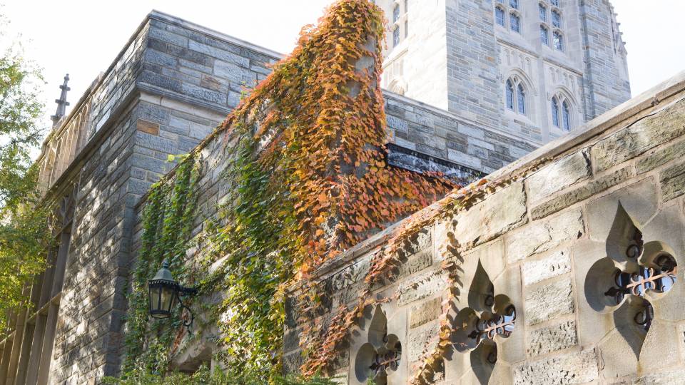 Ivy on a building in sunlight