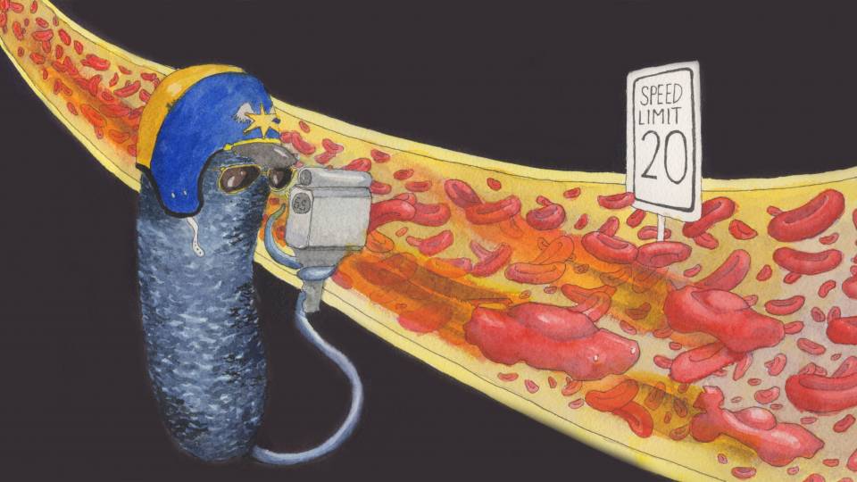 A bacteria measuring the speed of red blood cells with a speed gun