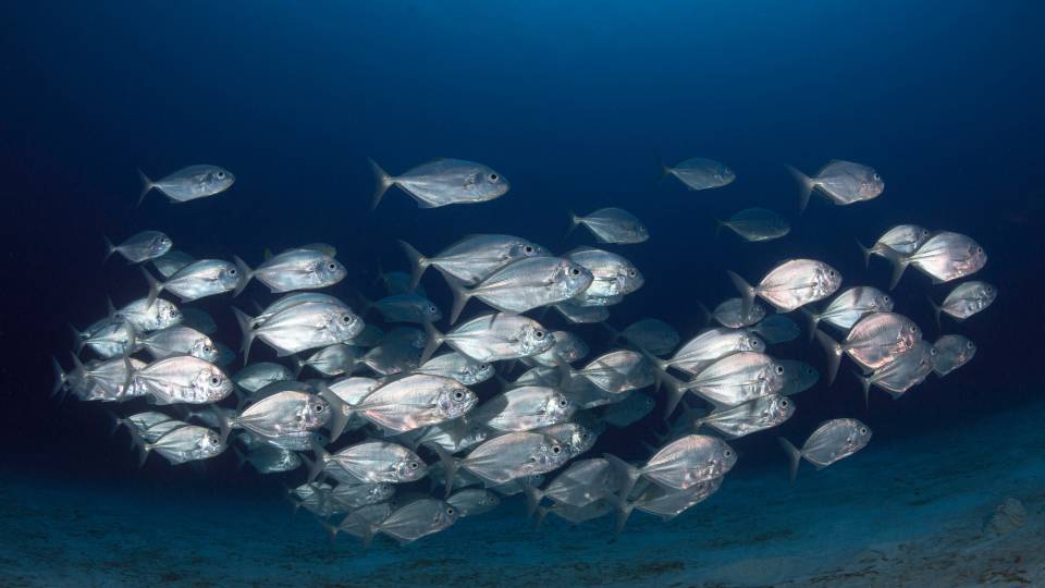school of fish