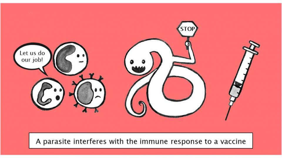 A parasite holds a stop sign to cells that would benefit from a vaccine