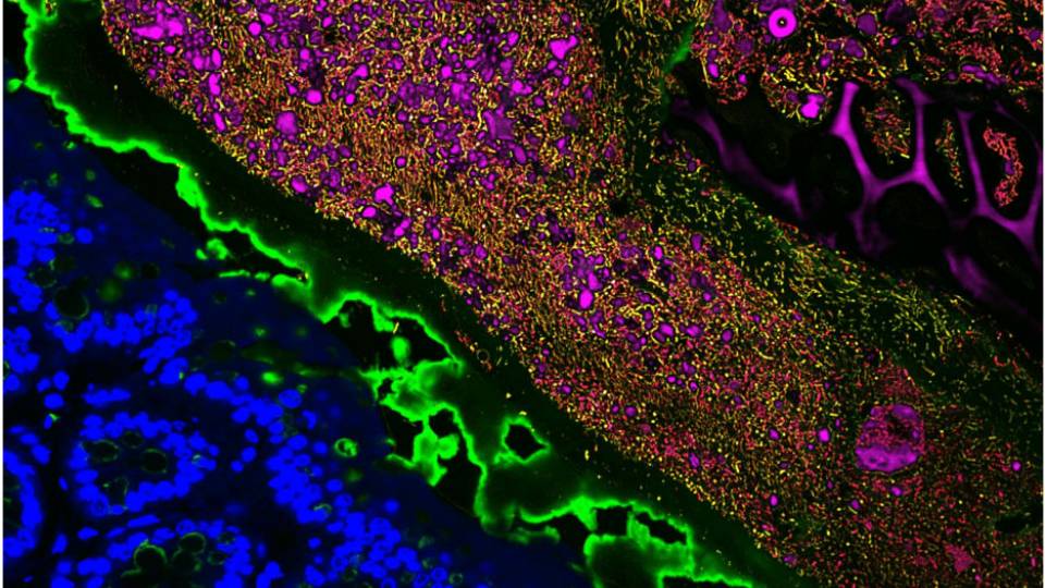 Fluorescently labeled bacterial and mouse gut cells
