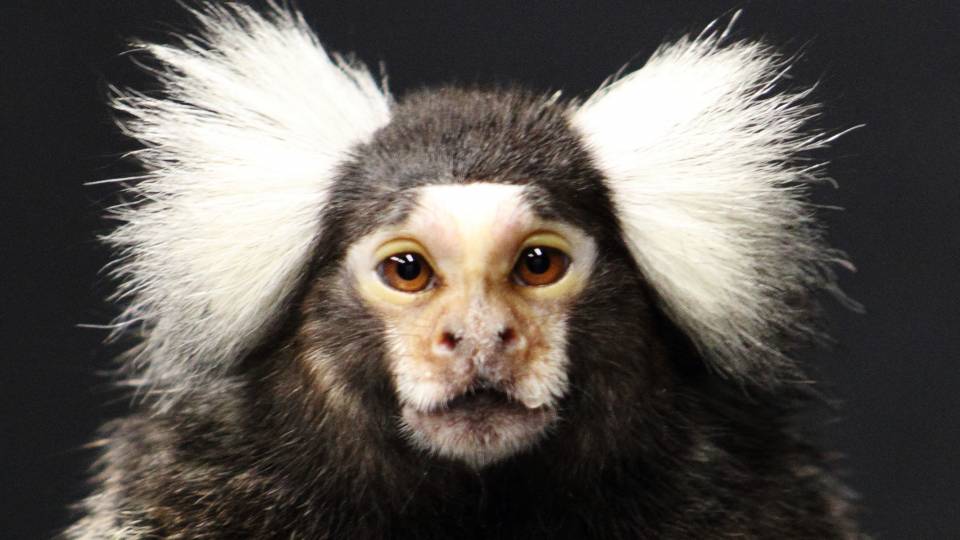 close up of monkey