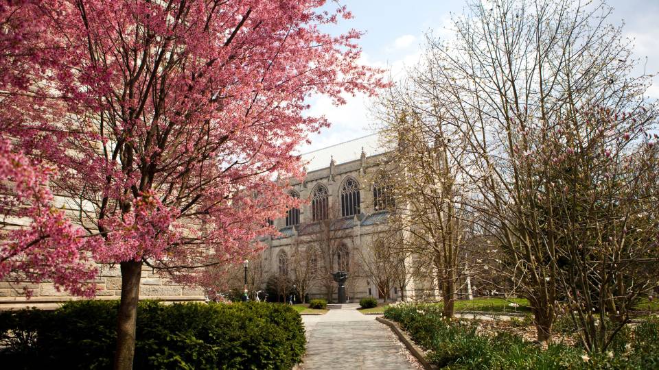 pink blossoms bloom beside the chapel in spring