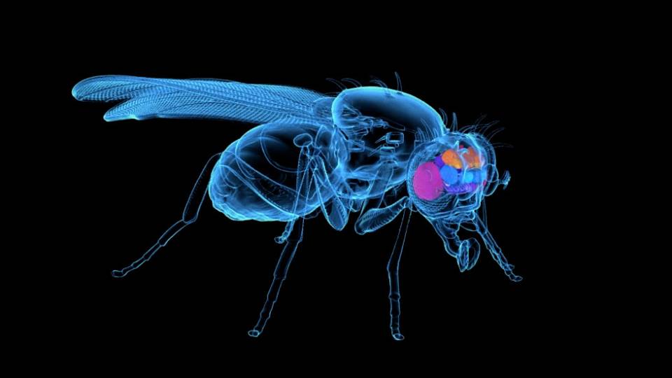 Outline of a fruit fly focusing on the brain part of its body.