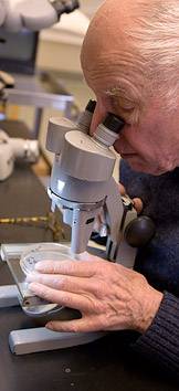 John Bonner at microscope