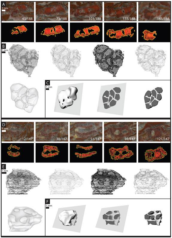 digital reconstruction of fossil