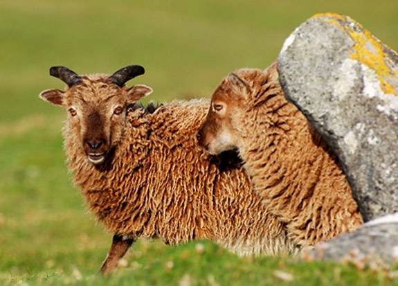 Graham sheep