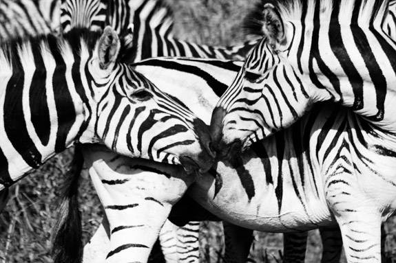 ORL love cgupfing inside