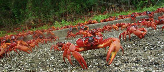 Red Crabs crowd