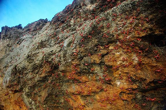Red Crabs cliff